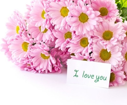 Beautiful daisy flowers high definition picture Free Photos We have 