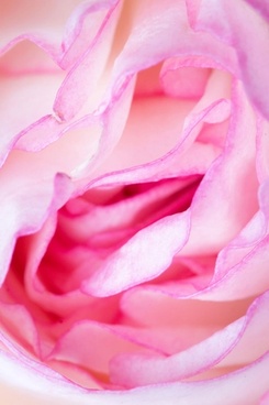 beautiful flower 03 hd pictures