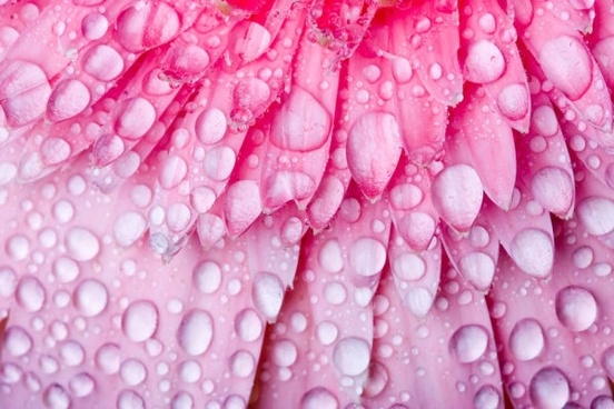 beautiful flower 04 hd pictures