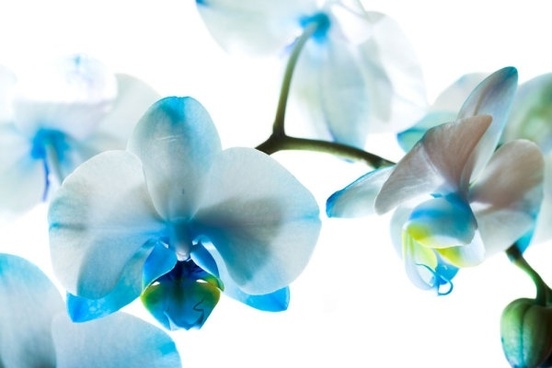 beautiful flowers 01 hd pictures