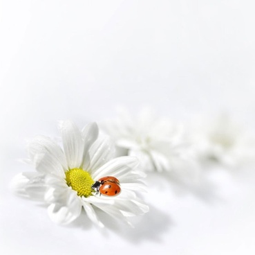 beautiful flowers and greeting cards 01 hd pictures