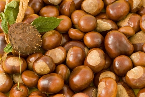 conkers leaf