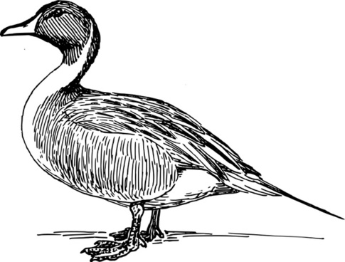 Duck Outline Free vector in Open office drawing svg ( .svg ) vector