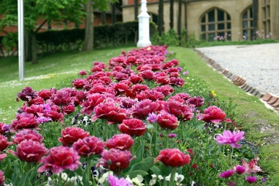 Beautiful natural garden flowers free stock photos download 24,542 