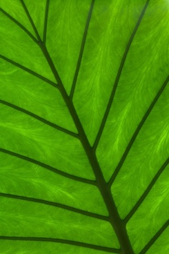 green leaf detail