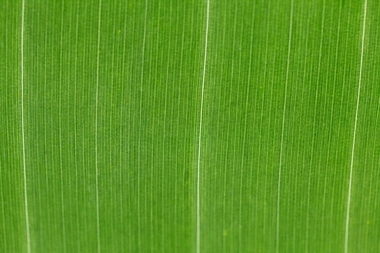 green leaf pattern