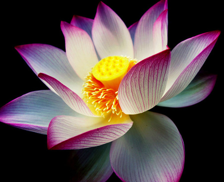 indian lotus nelumbo 