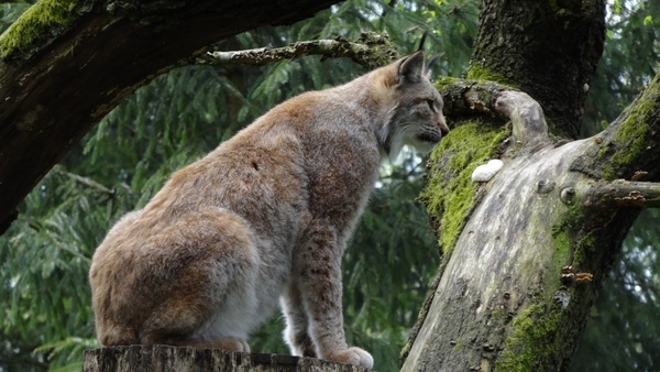 Bobcat Lynx Wildcat Free Stock Photos In JPEG (.jpg) 2659x2232 Format ...