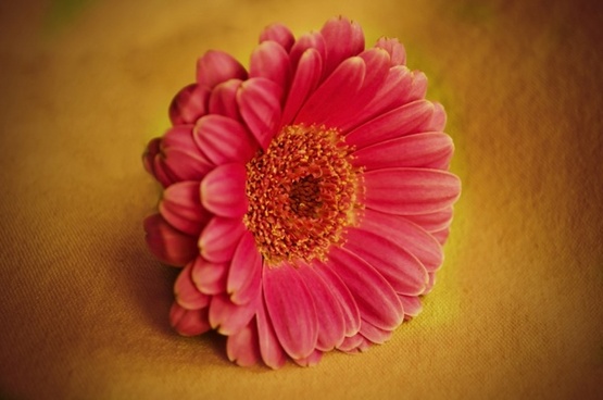 Pink flower background Free Photos for free download about (122) Free