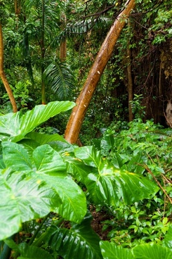 rainforest vegetation