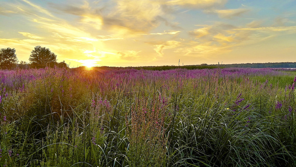 smart phone fields of purple