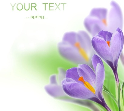 stock photo of spring flowers 02 hd picture