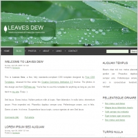 leaves dew