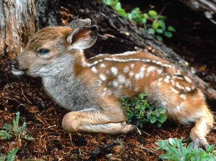 Baby Photo Wallpaper on Wallpapers    Animals    Black Tailed Deer Fawn Wallpaper Baby Animals