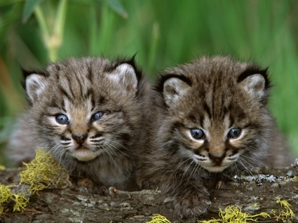 Baby Animals Kittens