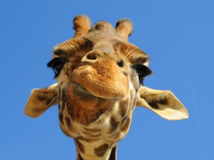 Animal Pictures Download on Wallpaper Giraffen Tiere Animals   Wallpapers Zum Kostenlosen Download