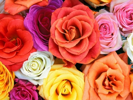 Wallpaper Flowers Images on Love Blooms Roses Wallpaper Flowers Nature Nature   Wallpapers For