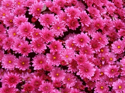 Wallpaper Flowers Images on Magenta Mums Wallpaper Flowers Nature Nature   Wallpapers For Free
