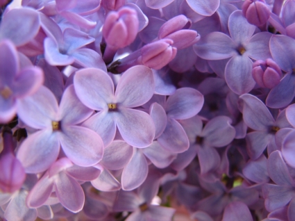 Free Flower Picture Downloads on Lilac Wallpaper Flowers Nature Nature   Wallpapers For Free Download