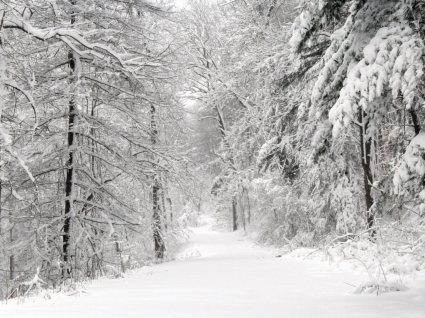 http://images.all-free-download.com/images/wallpapers_large/snow_path_wallpaper_winter_nature_wallpaper_1434.jpg