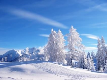 Nature Wallpaper on Snow Wallpaper Winter Nature Nature   Wallpapers For Free Download