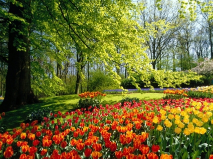 Spring Backgrounds on Spring Park Wallpaper Spring Nature Wallpaper 1215 Jpg