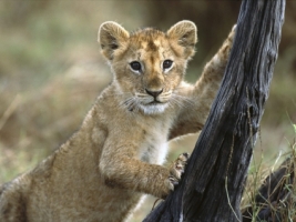 3 Month Old Lion Cub Wallpaper Baby Animals Animals