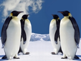 4 Emperor Penguins Wallpaper Penguins Animals