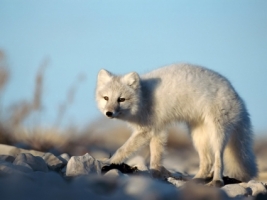 Artic Fox Wallpaper Foxes Animals