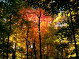 Autumn Forest Wallpaper Autumn Nature