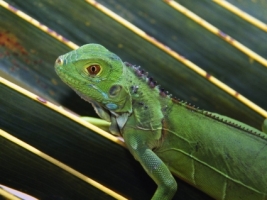 Baby Green Iguana Wallpaper Baby Animals Animals