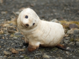 Baby Seal Wallpaper Seals Animals