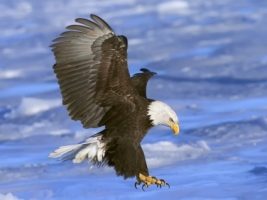 Bald Eagle in Flight Wallpaper Birds Animals