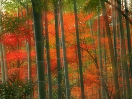 Bamboo Forest Wallpaper Japan World