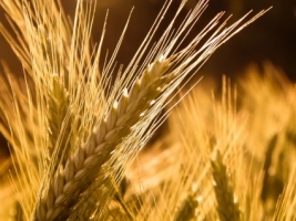 Barley Wallpaper Plants Nature