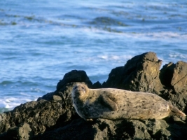 Basking in the Sunshine Wallpaper Other Animals