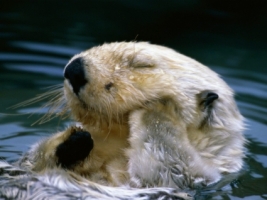 Bath Time Wallpaper Other Animals