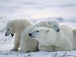 Bearly Awake Wallpaper Bears Animals
