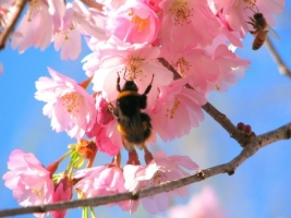 Bees in the Cherry Tree Wallpaper Spring Nature