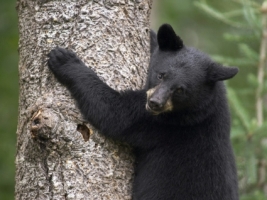 Black Bear Cub Wallpaper Bears Animals