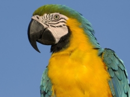 Blue and Yellow Macaw Wallpaper Parrots Animals