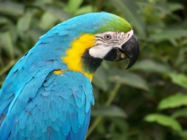 Blue+macaw+bird