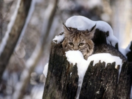 Bobcat Kitten Snow Wallpaper Baby Animals Animals