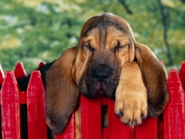 Bored Wallpaper Dogs Animals