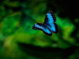 Butterfly in Flight Wallpaper Butterflies Animals