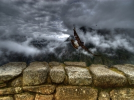 Caracara Wallpaper Other Animals