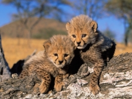 Cheetah Cubs Wallpaper Cheetahs Animals