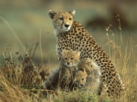 Cheetah Mother and Cubs Wallpaper Cheetahs Animals