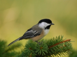 Chickadee Perch Wallpaper Birds Animals