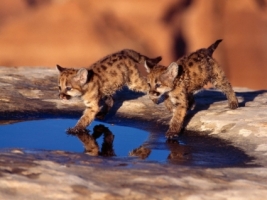Cougar Cubs Wallpaper Baby Animals Animals